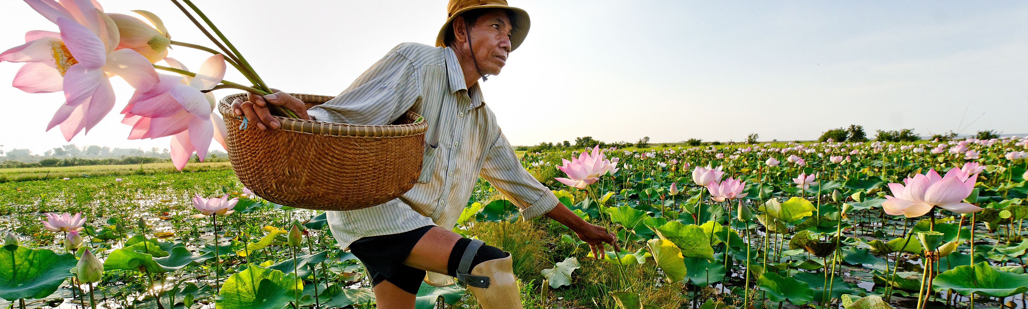 Cambodge, Province de Kompong Cham, M. Hab Chorn, victime d'une mine. HI lui a fourni une prothèse et l’accompagne. Il cultive la fleur de lotus. 