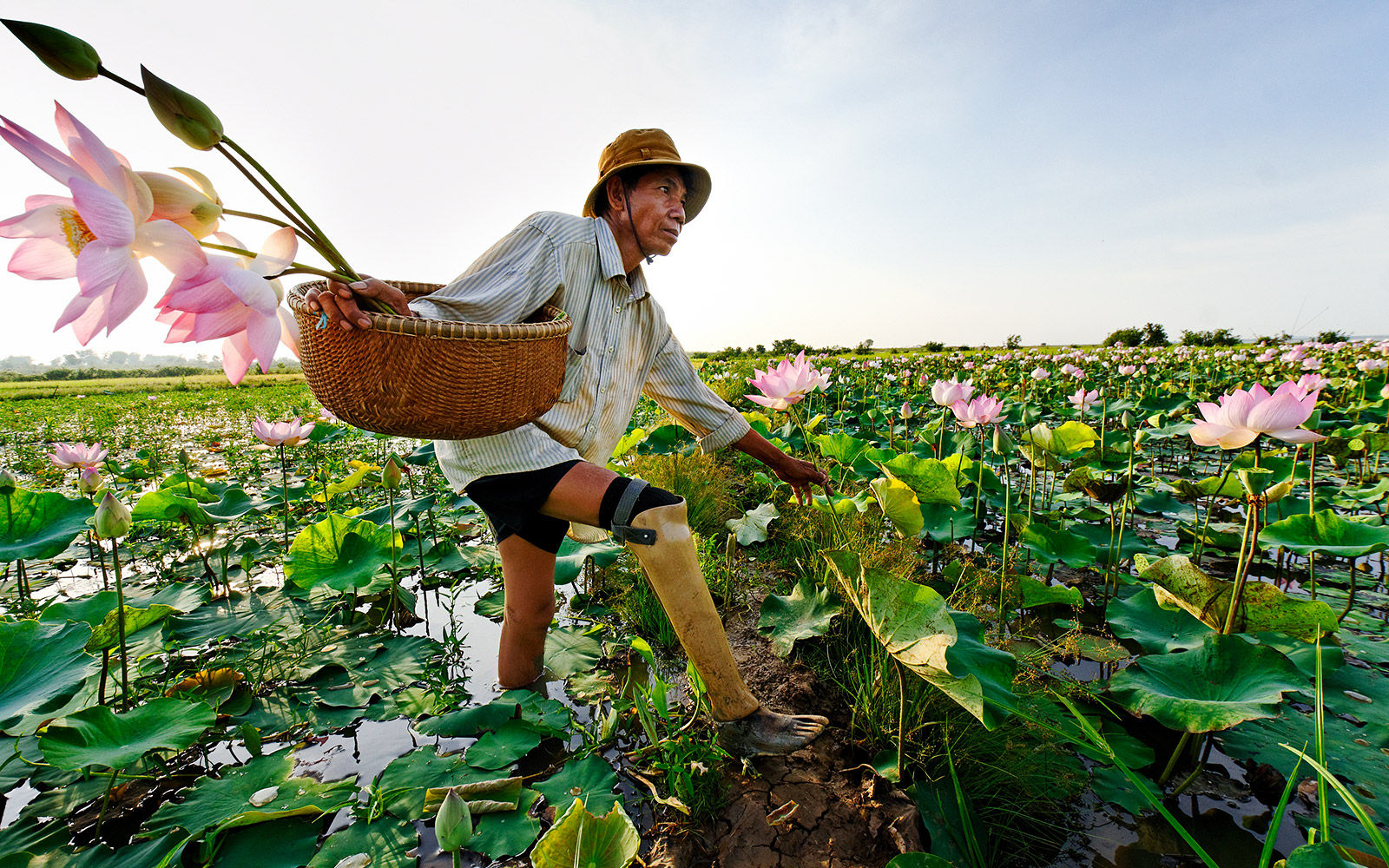 Cambodge, Province de Kompong Cham, M. Hab Chorn, victime d'une mine. HI lui a fourni une prothèse et l’accompagne. Il cultive la fleur de lotus. 