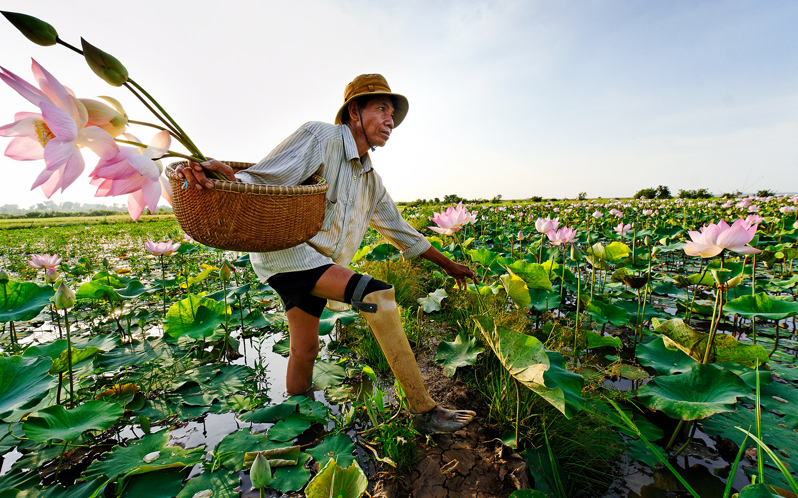 Cambodia, Kompong Cham Province, Mr. Hab Chorn, landmine victim. HI fitted him with a prosthesis and accompanies him. He cultivates the lotus flower. Cambodia, Kompong Cham Province, Mr. Hab Chorn, landmine victim. HI fitted him with a prosthesis and accompanies him. He cultivates the lotus flower.