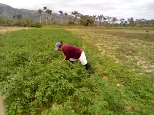 Dania working in her fields, in Minas de Matahambre. © HI