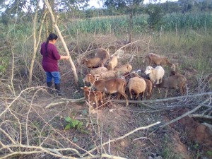Dania and her livestock, in Minas de Matahambre. © HI