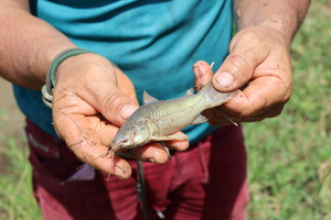 Cachama fish raised by Walter. M. Campos / HI