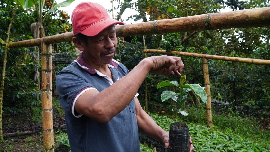 Justiniano tient un plant de café dans sa main et sourit.; }}
