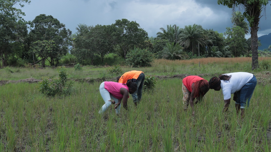 Four people are in a rice field: they are bending over to weed the field. In the background, leafy trees and palm trees.; }}