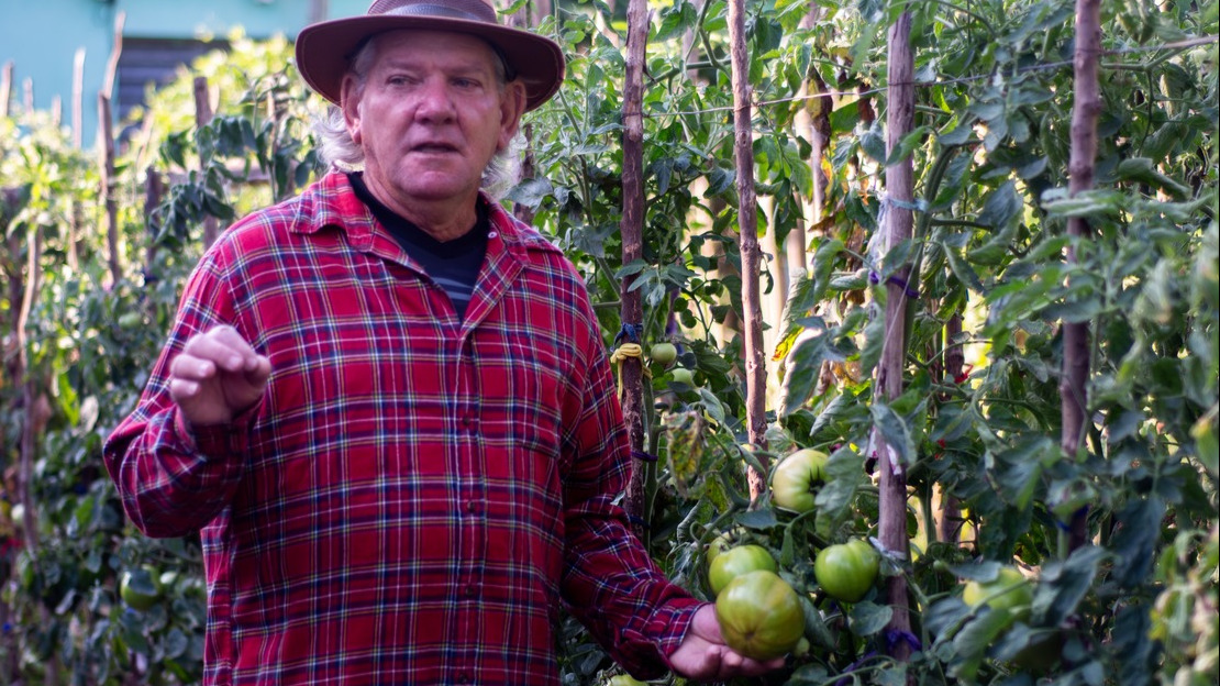 A white-haired man wearing a plaid shirt and a hat stands among large green tomato plants.; }}